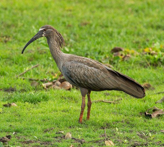 Plumbeous ibis Plumbeous Ibis Ibises Pinterest
