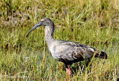 Plumbeous ibis Plumbeous Ibis