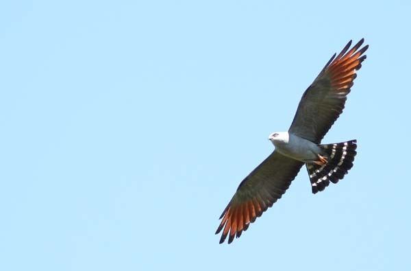 Plumbeous kite Kite