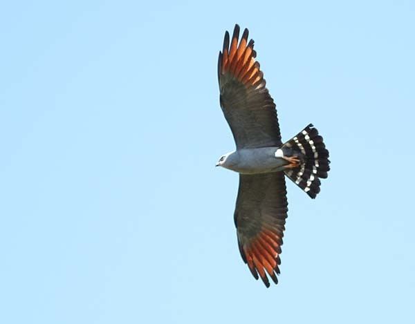 Plumbeous kite Kite2