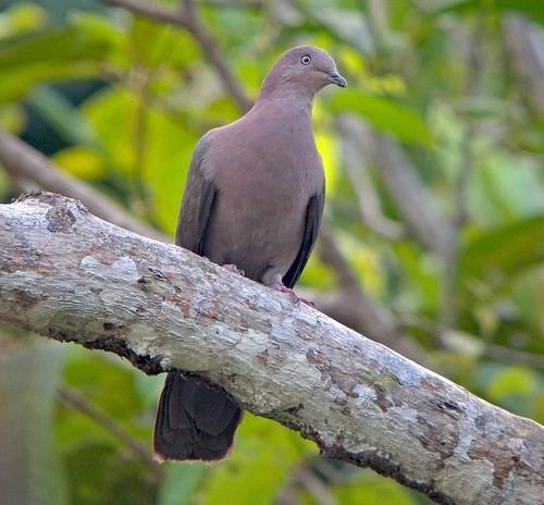 Plumbeous pigeon BirdQuest The Ultimate in Birding Tours