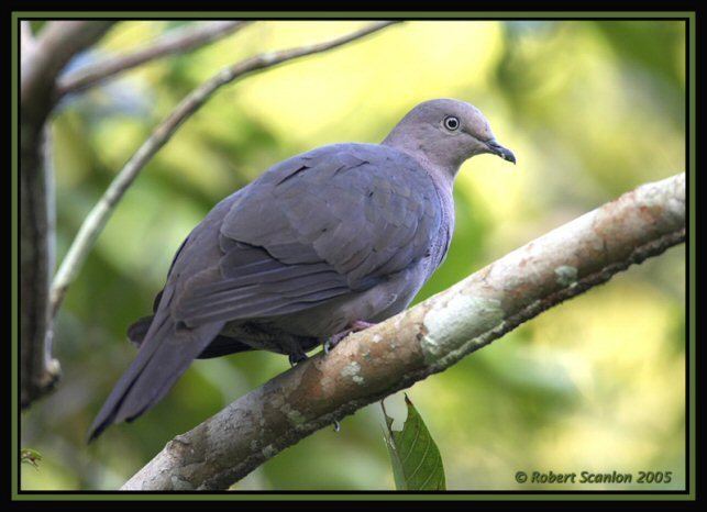 Plumbeous pigeon Mangoverde World Bird Guide Photo Page Plumbeous Pigeon Patagioenas