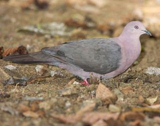 Plumbeous pigeon Patagioenas plumbea Plumbeous Pigeon Discover Life mobile