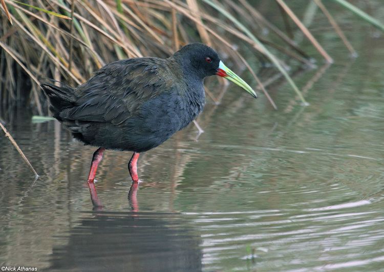 Plumbeous rail antpittacom Photo Gallery Rails Gallinules and Coots