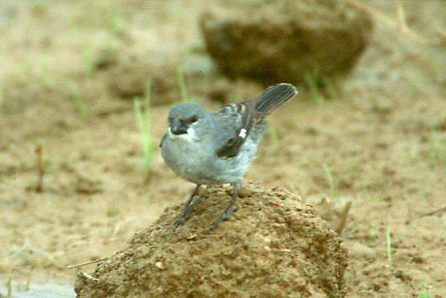 Plumbeous seedeater Mangoverde World Bird Guide Photo Page Plumbeous Seedeater