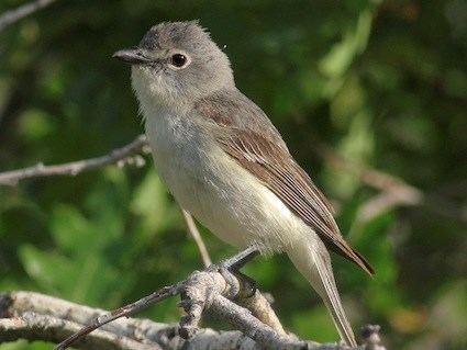 Plumbeous vireo httpswwwallaboutbirdsorgguidePHOTOLARGEpl