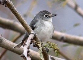 Plumbeous vireo Plumbeous Vireo Identification All About Birds Cornell Lab of