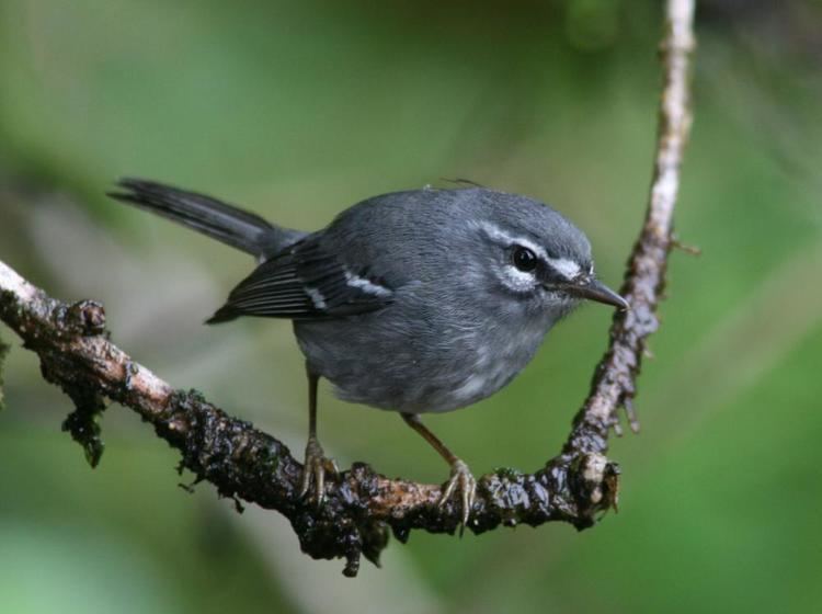 Plumbeous warbler Plumbeous Warbler Dendroica plumbea videos photos and sound