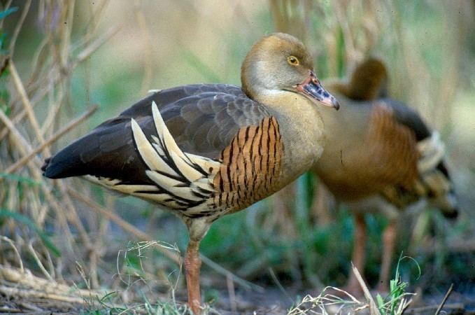 Plumed whistling duck Plumed whistlingduck Dendrocygna eytoni Department of