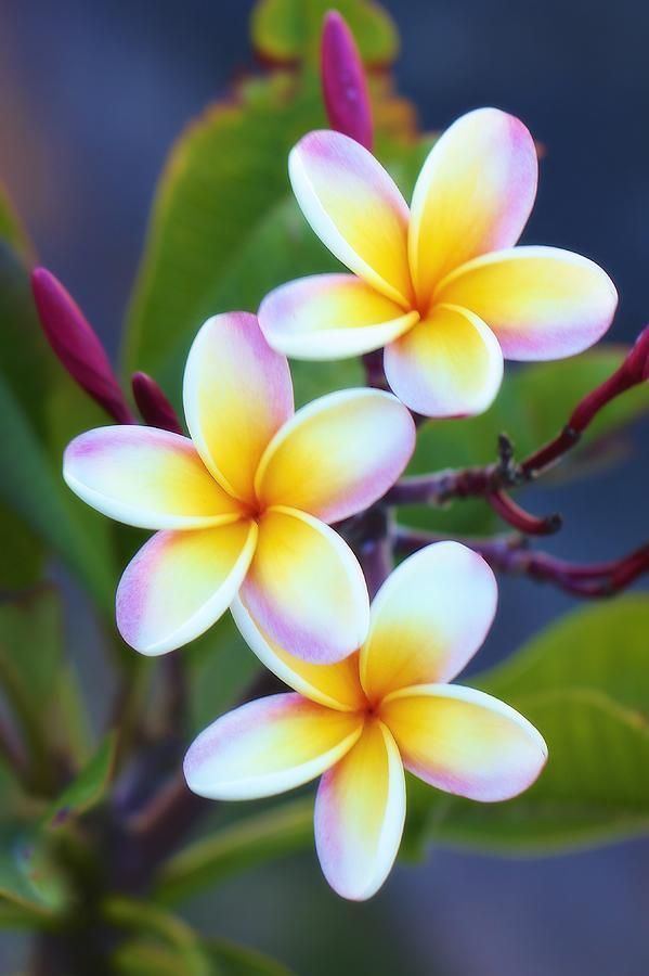 Plumeria 1000 ideas about Plumeria Flowers on Pinterest Hawaii flowers