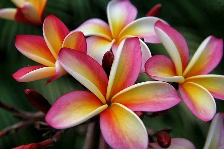 Plumeria 1000 images about my plumeria on Pinterest Gardens Glow and