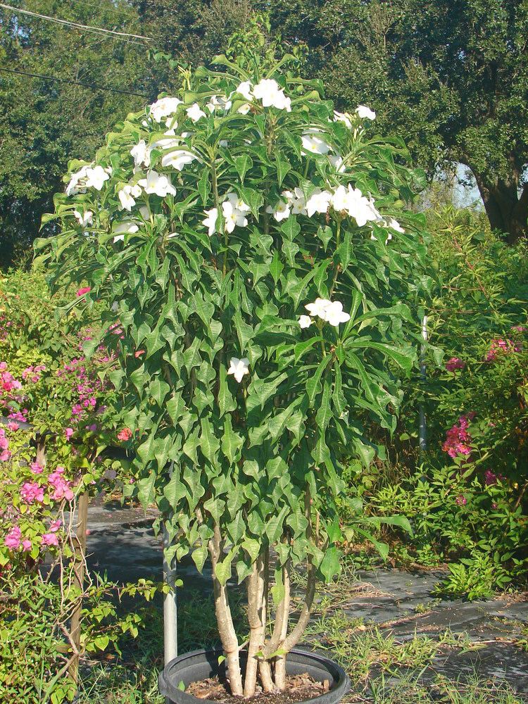Plumeria pudica Plumeria pudica white Weeds and Seeds