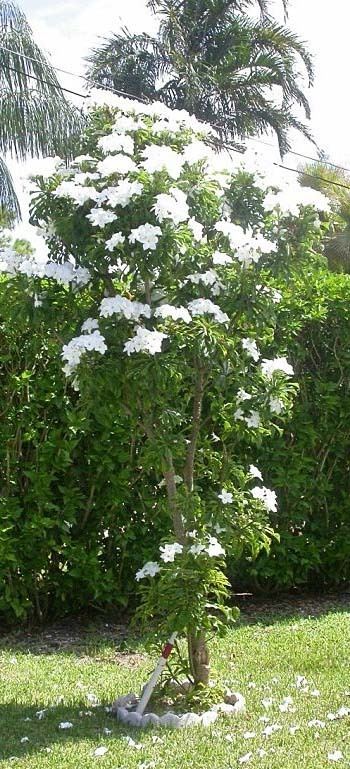 Plumeria pudica Plumeria pudica Bridal Bouquet