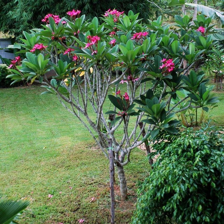 Plumeria rubra ~ Detailed Information | Photos | Videos