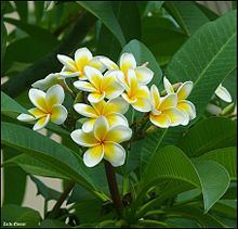 Plumeria rubra httpsuploadwikimediaorgwikipediacommonsthu