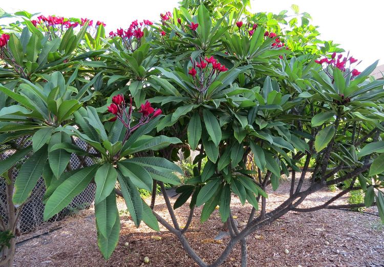 Plumeria rubra Plumeria rubra Plumeria or Frangipani Apocynaceae Dogbane Flickr