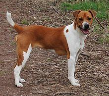 Plummer Terrier httpsuploadwikimediaorgwikipediacommonsthu