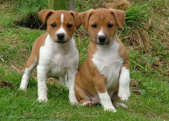 Plummer Terrier Plummer Terrier Puppies Rescue Pictures Information