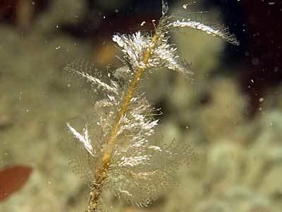 Plumularia Plumularia setacea Marine Life Encyclopedia