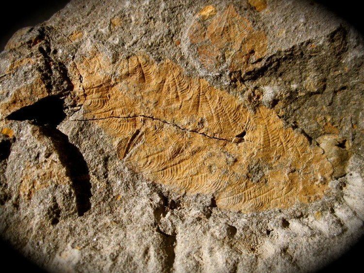 Plumulites Annelid Worm Fossil