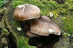 Pluteaceae httpsuploadwikimediaorgwikipediacommonsthu
