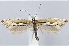 Plutella hyperboreella httpsuploadwikimediaorgwikipediacommonsthu