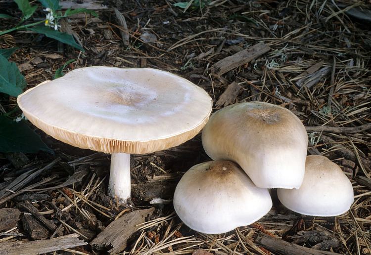 Pluteus California Fungi Pluteus petasatus