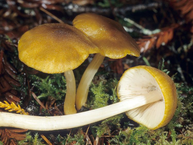 Pluteus leoninus California Fungi Pluteus leoninus