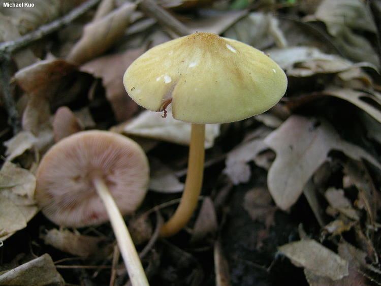 Pluteus leoninus Pluteus leoninus MushroomExpertCom