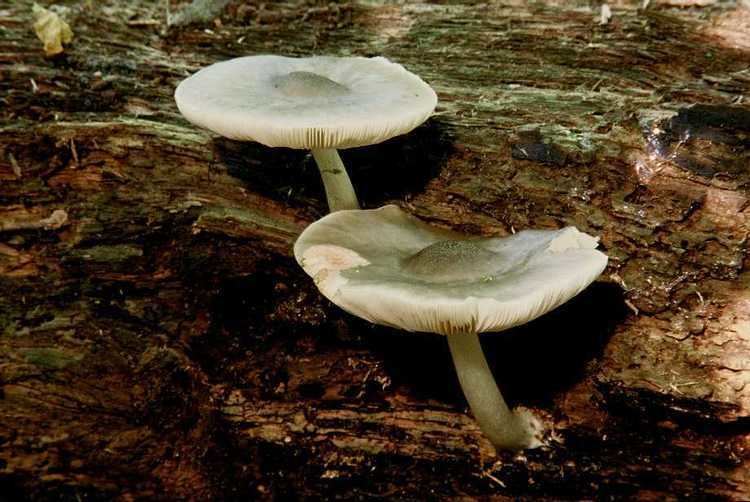 Pluteus salicinus Pluteus salicinus Mushroom Hunting and Identification Shroomery