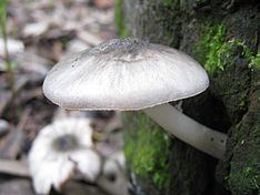 Pluteus salicinus httpsuploadwikimediaorgwikipediacommonsthu