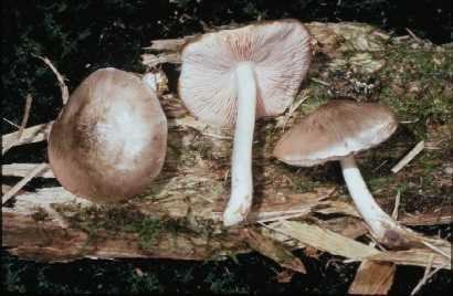 Pluteus salicinus Pluteus salicinus Mushroom Hunting and Identification Shroomery