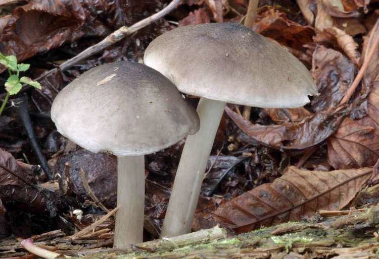 Pluteus salicinus Pluteus salicinus Mushroom Hunting and Identification Shroomery
