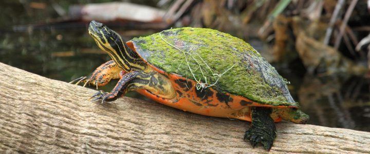 Plymouth red-bellied turtle Save the red belly Save the red belly