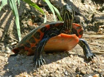 Plymouth red-bellied turtle Northern redbellied cooter