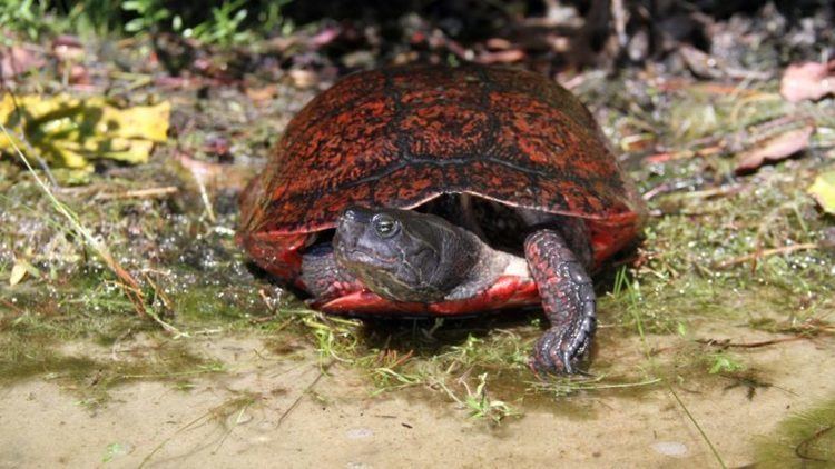 Plymouth red-bellied turtle Recovery Rare Turtle Gets a Second Chance Cool Green Science
