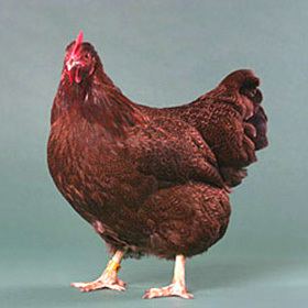 Plymouth Rock chicken Chicken Breeds Plymouth Rock