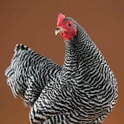 Plymouth Rock chicken Chicken Breeds Plymouth Rock