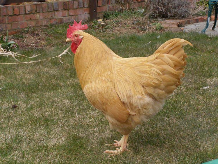 Plymouth Rock chicken Plymouth Rock For Sale Chickens Breed Information Omlet