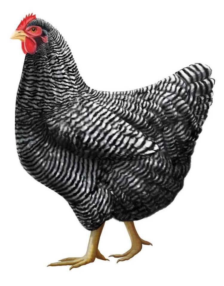 Plymouth Rock chicken Barred Plymouth Rock Chickens Heritage Poultry Breeds