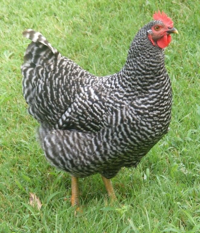 Plymouth Rock chicken Barred Rock Chickens For Sale Cackle Hatchery