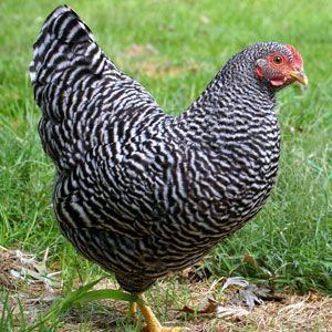 Plymouth Rock chicken Weight 7 to 8 pounds Urban Uses Plymouth Rocks are good layers