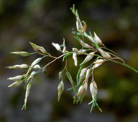 Poa alpina alpina