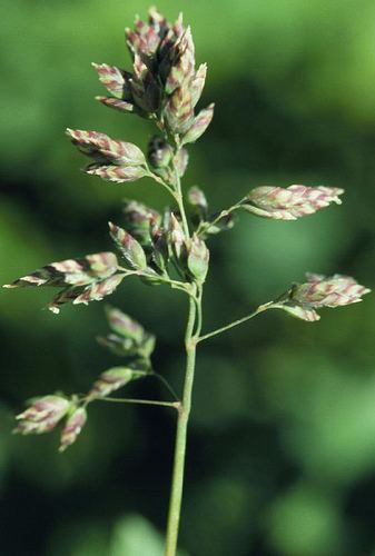 Poa alpina Poa alpina The inflorescence is a pyramidal panicle Matt Lavin