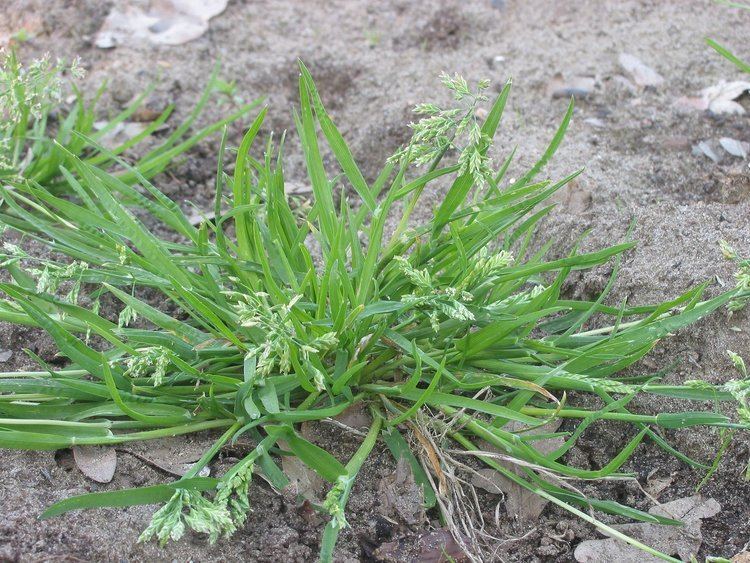 Poa annua What You Need To Know About Controlling Poa Annua Annual Bluegrass