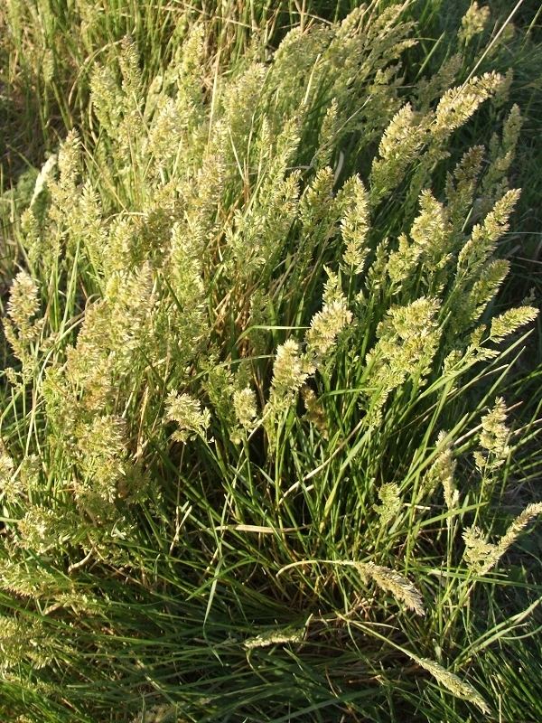 Poa arachnifera soilcropandmoreinfocropsGrassesTexasbluegrass