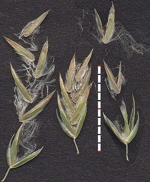 Poa arachnifera arachnifera