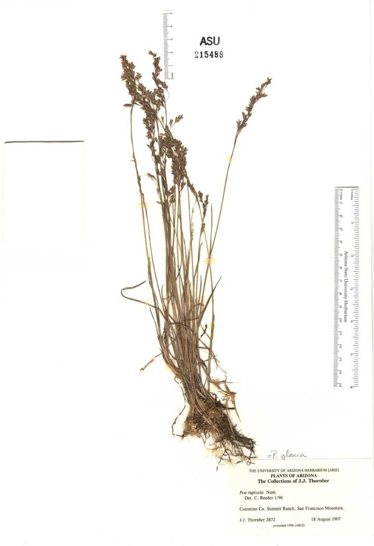 Poa glauca hasbrouckasueduimglibseinetPoaceaeherbarium