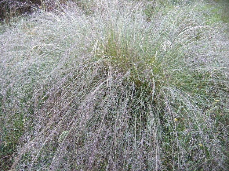 Poa labillardierei Poa labillardieri tussock grass Diversity Native Seeds