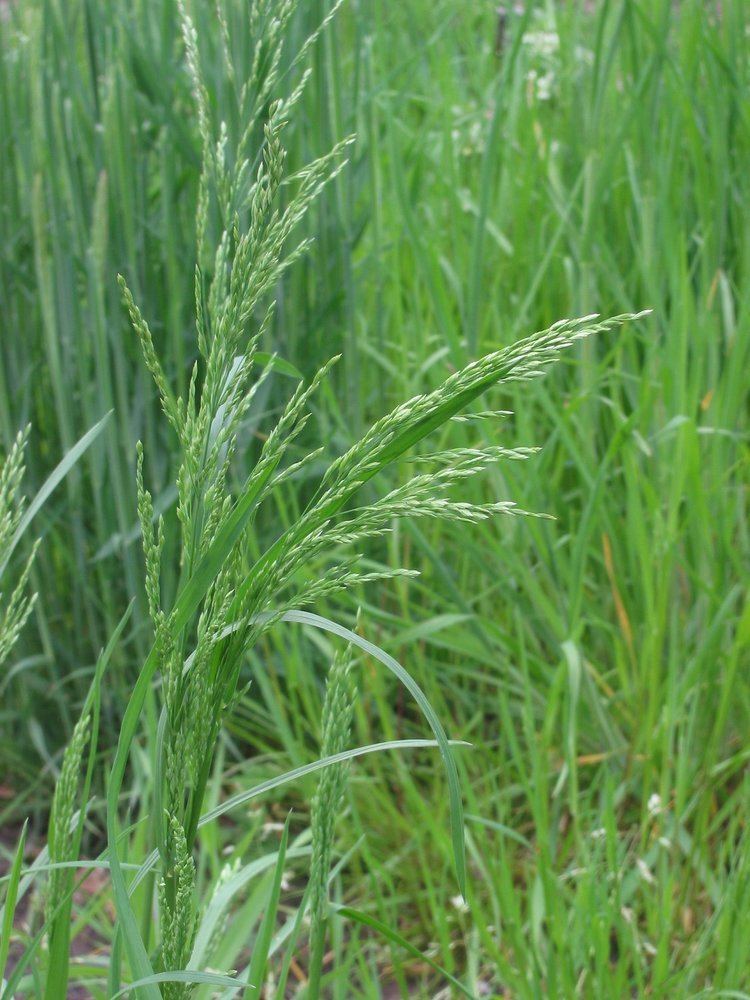 Poa trivialis Poa trivialis L Checklist View